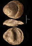 Ундоры 2017. Брахиопода Rouillieria cf. latifrons (Trautschold, 1866).