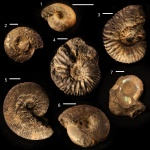 Ундоры-Городищи. Аммониты.