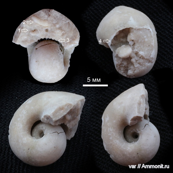 гастроподы, карбон, гжельский ярус, Самарская область, Царёв курган, Euphemites, Bellerofontidae