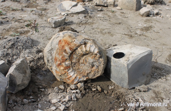 аммониты, Ундоры, верхняя юра, Tolvericeras robertianum, Tolvericeras