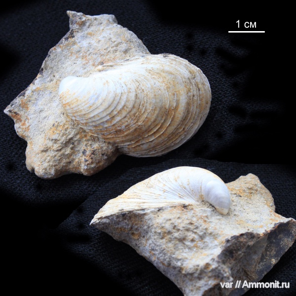 мезозой, двустворчатые моллюски, Buchia, Городищи-Ундоры