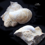 Ундоры 2018. Створка двустворчатого моллюска Buchia.