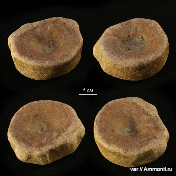 ихтиозавры, позвонки, Городищи-Ундоры