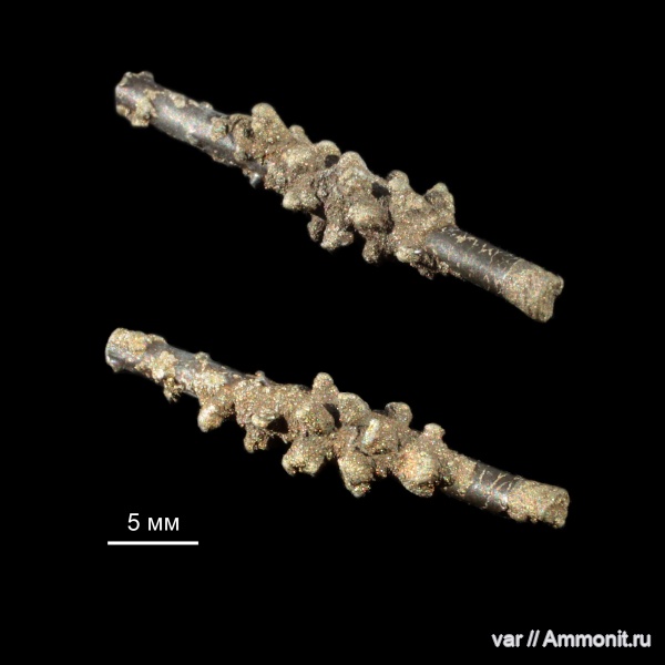 мезозой, иглы морских ежей, Городищи-Ундоры