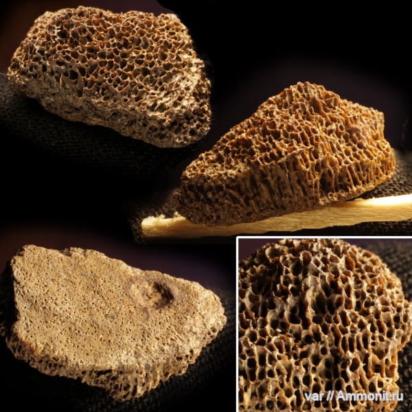 мезозой, кости рептилий, Городищи-Ундоры