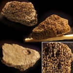 Ундоры 2018. Кость «динозавра»