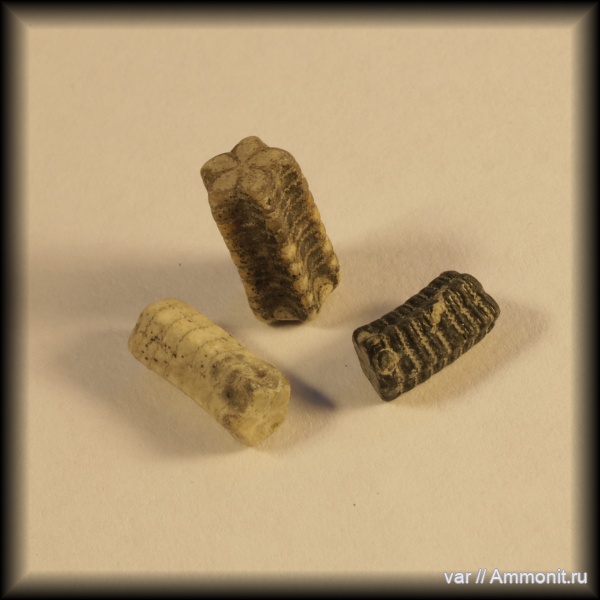 морские лилии, юра, волжский ярус, Городищи-Ундоры