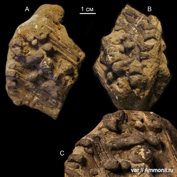 юра, волжский ярус, окаменевшее дерево, Городищи-Ундоры, Teredolites