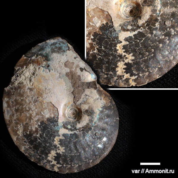 аммониты, Garniericeras, Ульяновская область, Марьевка