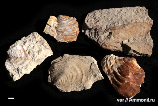 двустворчатые моллюски, Ульяновская область, Inoceramus, Марьевка