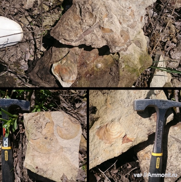 аммониты, белемниты, двустворчатые моллюски, Ульяновская область, Марьевка