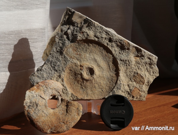 аммониты, Ульяновская область, Марьевка