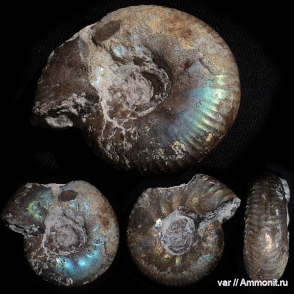 аммониты, Ульяновская область, Марьевка