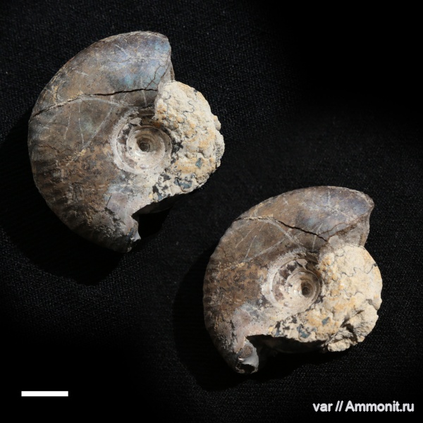 аммониты, Ульяновская область, Марьевка