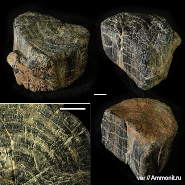 юра, мезозой, волжский ярус, окаменевшее дерево, Городищи-Ундоры