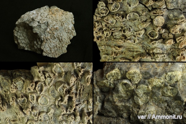 кораллы, Городищи-Ундоры