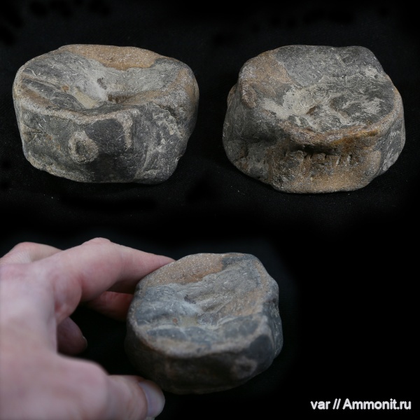 юра, ихтиозавры, мезозой, Ундоры, позвонки ихтиозавров