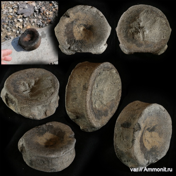 юра, ихтиозавры, мезозой, Ундоры, позвонки ихтиозавров