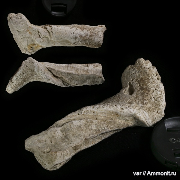 мел, двустворчатые моллюски, Самарская область, Inoceramus