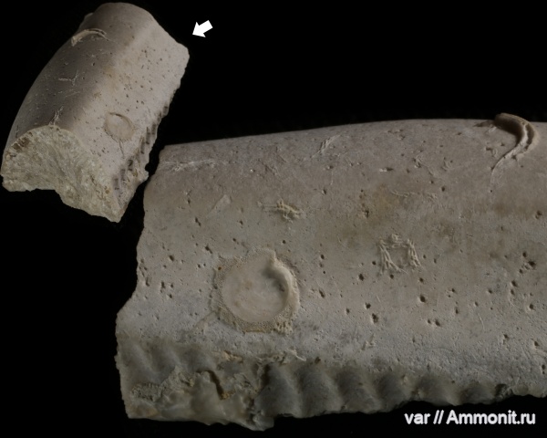 мел, мшанки, двустворчатые моллюски, Самарская область, Inoceramus, Epizoans