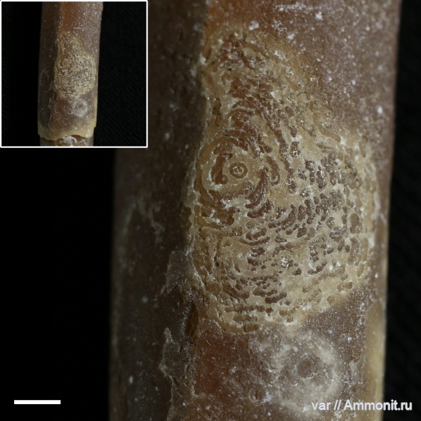 белемниты, мел, Самарская область