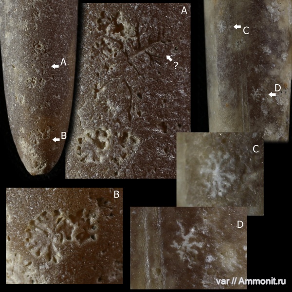белемниты, мел, Самарская область, Dendrina