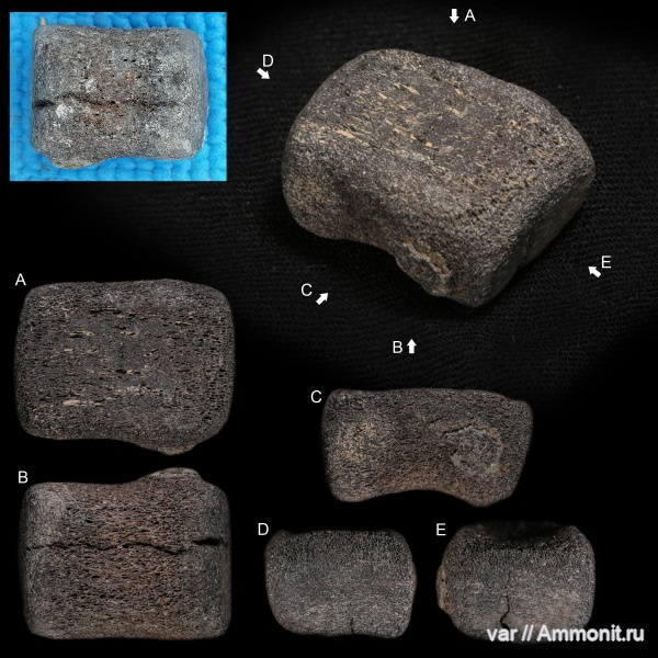 юра, плезиозавры, мезозой, Ульяновская область, Городищи, элемент ласта морской рептилии