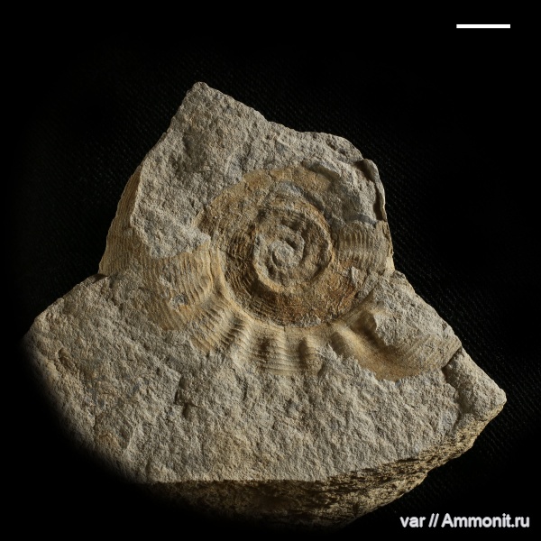 аммониты, пермь, палеозой, Uraloceras, Красноуфимск