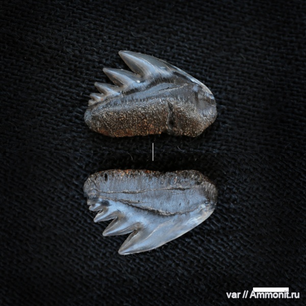 юра, мезозой, волжский ярус, зубы акул, Городищи-Ундоры, Crassonotidae, Notidanoides nikitini