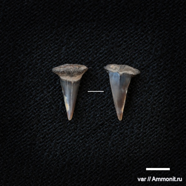 юра, мезозой, волжский ярус, Sphenodus, зубы акул, Городищи-Ундоры