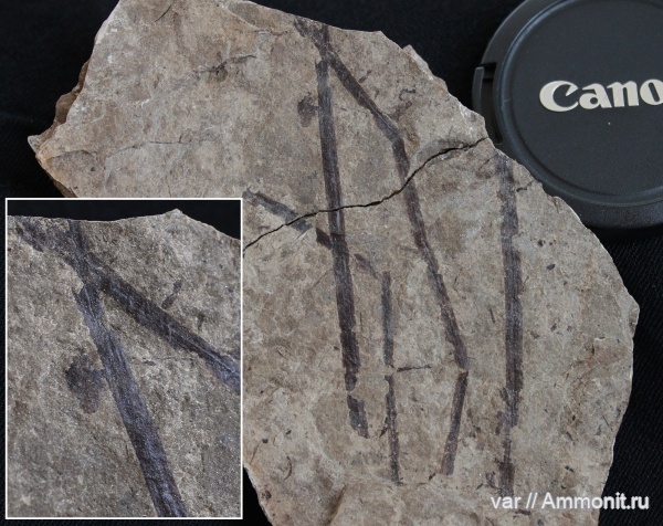 пермь, Самарская область, плауновидные