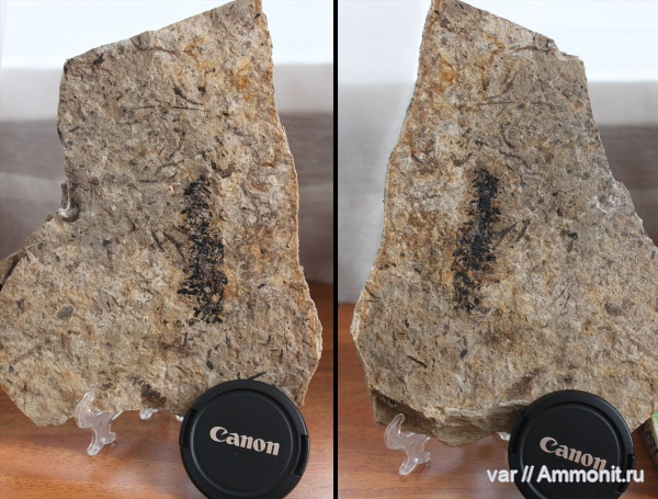 пермь, Самарская область, хвойные