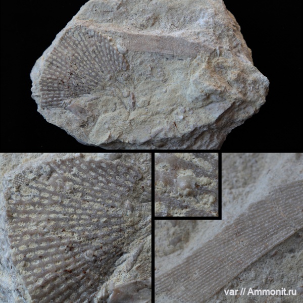 карбон, мшанки, гжельский ярус, Самарская область, Сокский карьер