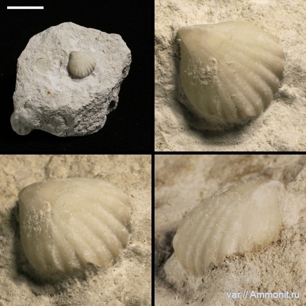брахиоподы, мел, Самарская область, верхний мел
