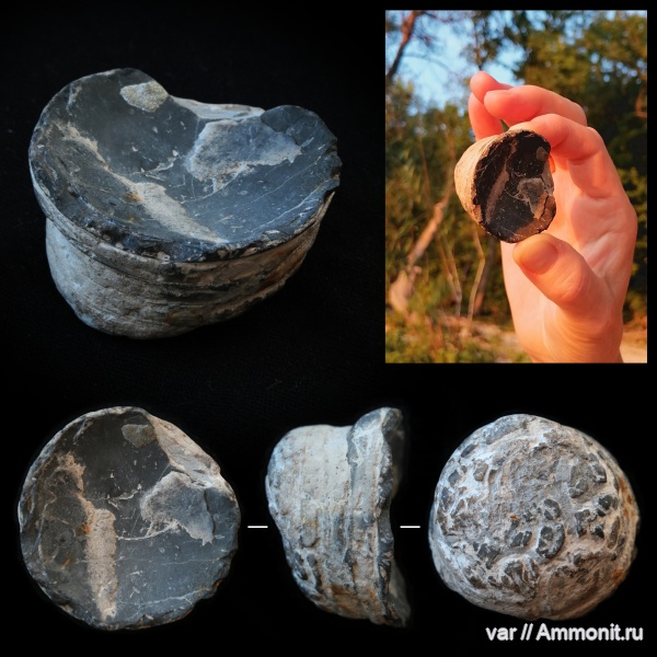 белемниты, юра, мезозой, фрагмоконы, Городищи