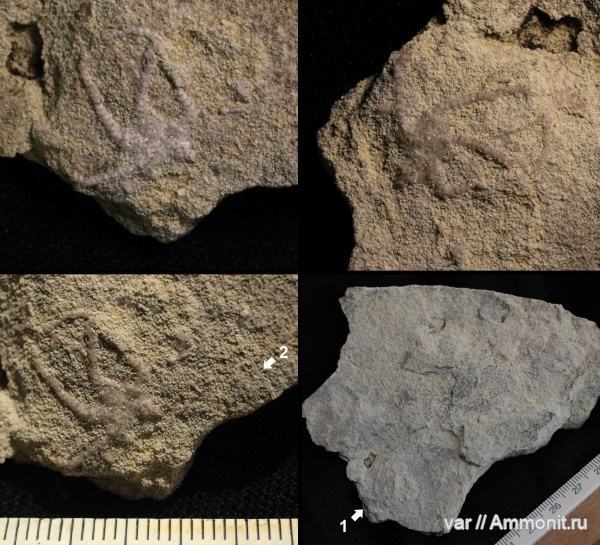 гжельский ярус, верхний карбон, Самарская область, Сокский карьер, офиуры, ногинский горизонт