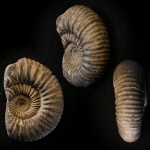 Аммонит  Dorsoplanites panderi. Заводское обнажение