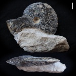 Аммонит Garniericeras sp. Кашпир