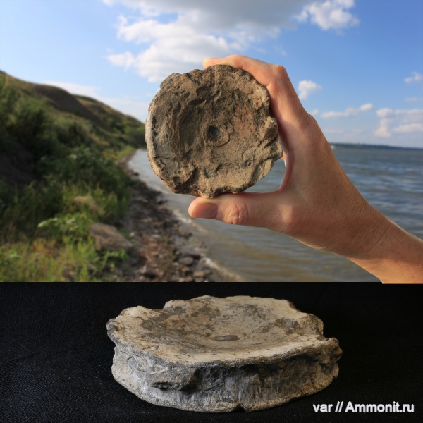 ихтиозавры, мезозой, Самарская область, верхняя юра, Кашпир, позвонки ихтиозавров