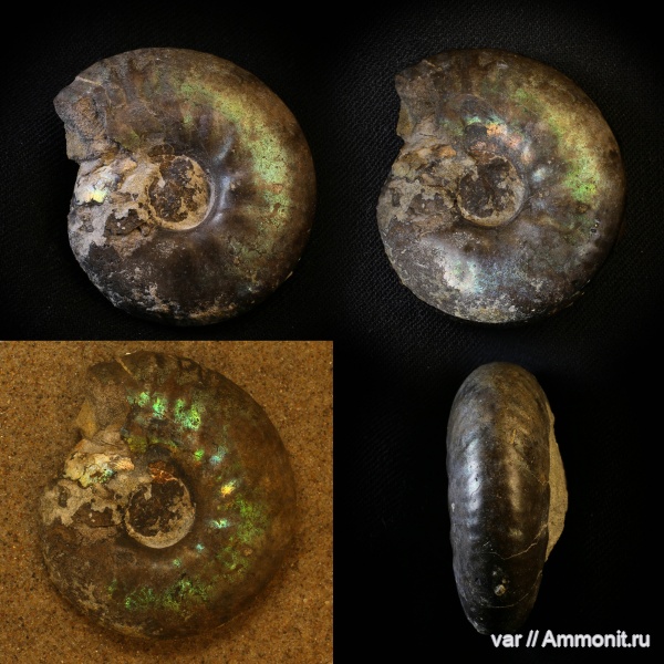 аммониты, юра, волжский ярус, Самарская область, Craspedites, Сызрань, Заводское обнажение