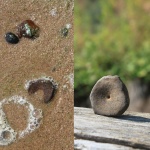 Позвонок ихтиозаврика. Ундоры 2025