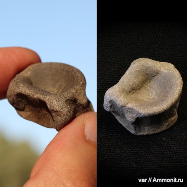 юра, ихтиозавры, мезозой, Ульяновская область, Городищи-Ундоры