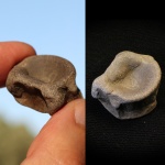 Позвонок ихтиозаврика. Городищи 2025