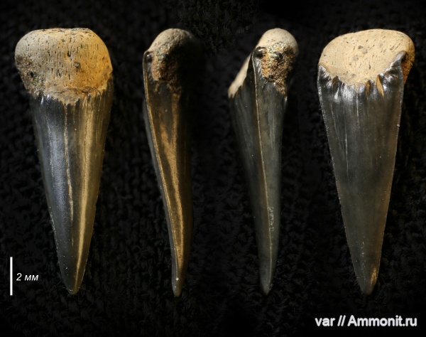 юра, мезозой, волжский ярус, Sphenodus, зубы акул, Городищи-Ундоры