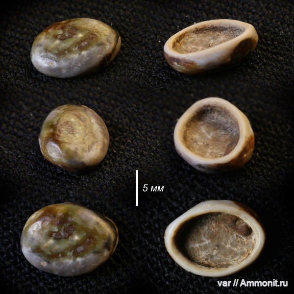 юра, мезозой, зубы рыб, Pycnodontiformes, Городищи-Ундоры, волжский яруc