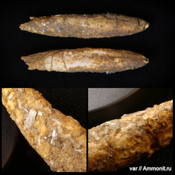 белемниты, мел, мезозой, Городищи