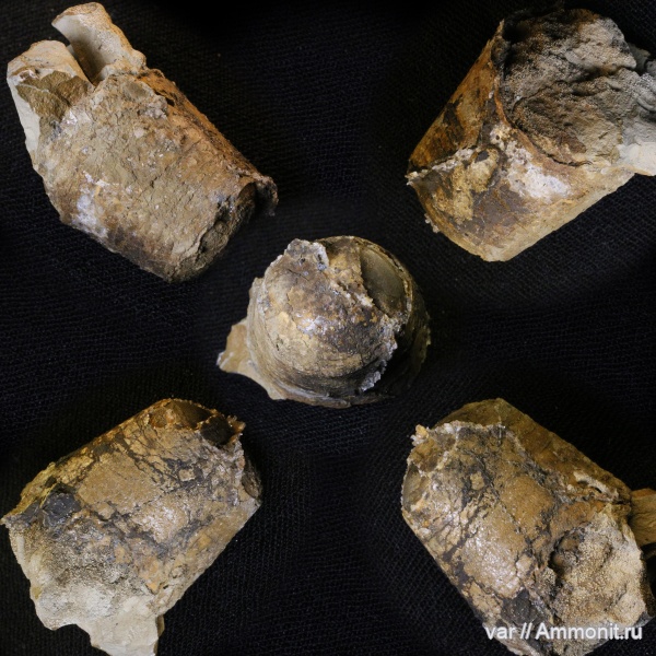 белемниты, мел, мезозой, фрагмоконы, Городищи