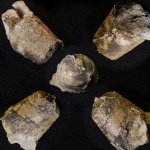 Фрагмент фрагмокона безрострового (?) белемнита