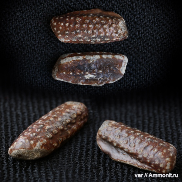 юра, мезозой, раки, Ульяновская область, Городищи-Ундоры, Malocostraca, высшие ракообразные