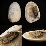 Astarte porrecta Buch с копролитами (?). Ундоры-Городищи 2025